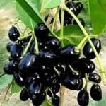 Thai Jamun Plant