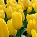 Tulip Plant Yellow