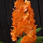 Vanda Natcha Madrin