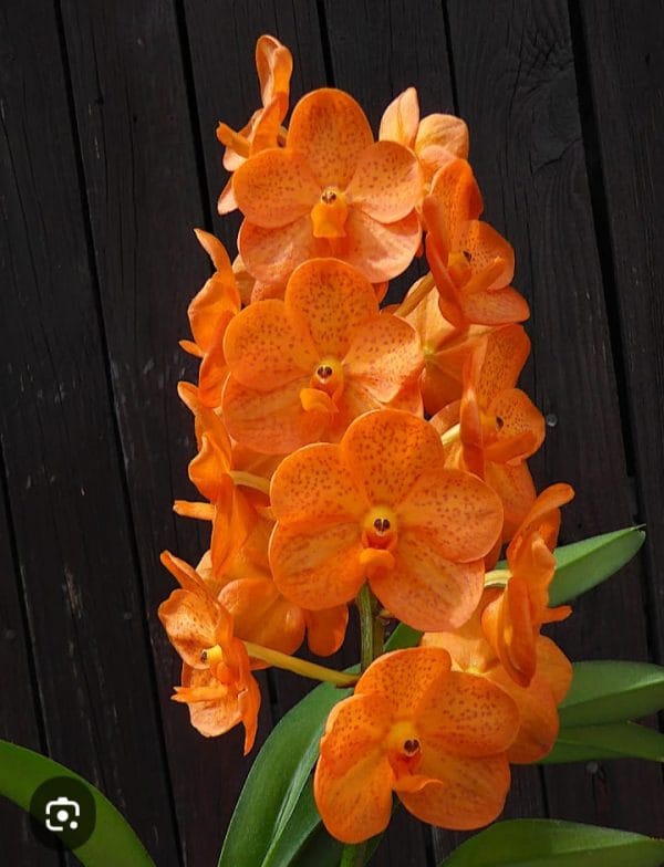Vanda Orchid Plant: Top 5 Stunning Reasons to Grow - Plant Nepal