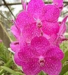 Vanda Princes Mikasa Pink