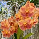 Vanda Sonia Deccah