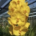 Vanda Orchid Plant /Vanda Sriwan Gold