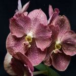 Vanda v Siam Spots bitz