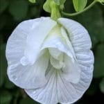 aparajita double white plant