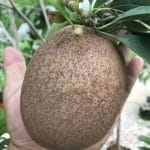 chiku sapota jumbo