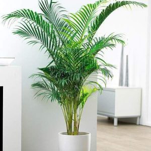 Palm Plant