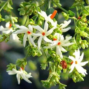 Parijat Plant