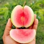 Red Diamond Guava