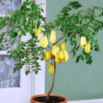 Starfruit Plant