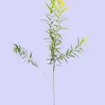 Bottlebrush Plant