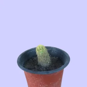 thimble cactus plant