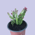 Christmas Cactus Plant