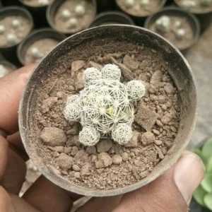 Thimble Cactus Plant