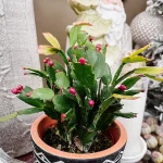 Christmas Cactus Plant