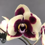 Phalaenopsis Orchid Plant