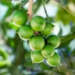 Macadamia Nut Plant