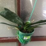 Phalaenopsis Orchid