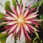 Fishbone Cactus