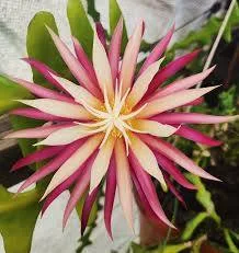 Fishbone Cactus