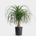 Nolina Palm Plant