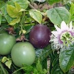 Passion Fruit Plant