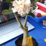 white rabitt obesum