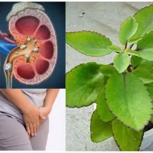 Pathharchatta Plant
