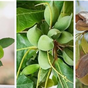 Almond Plant (Badam)