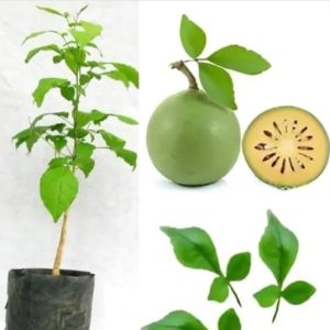 Belpatra Plant: 7 Powerful Spiritual Benefits You Can’t Ignore