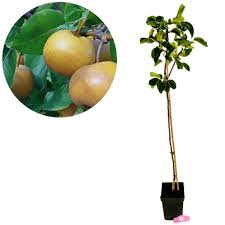 Japanese Nashpati Fruit Plant