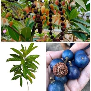 Rudraksha Plant