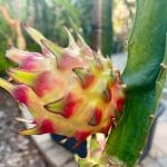 Dragon Fruit Plant