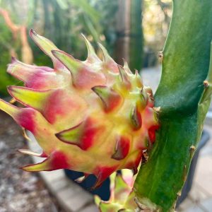 Dragon Fruit Plant