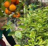 Japanese Haluwabed Plant