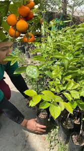 Japanese Haluwabed Plant