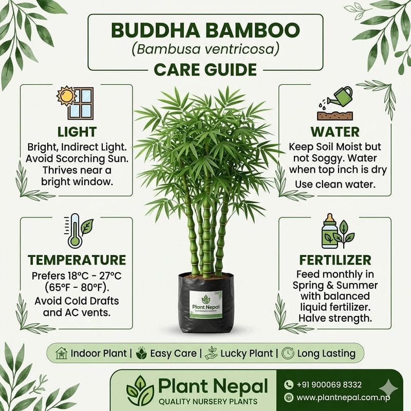 Buddha Bamboo Plant-care