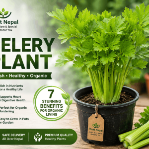 Celery Plant 7 Stunning Benefits