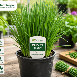 Chives Plant