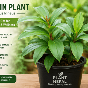 Insulin Plant