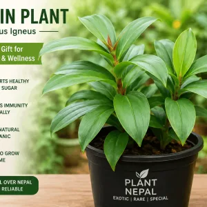Insulin Plant