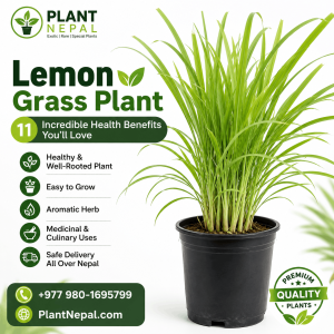 Lemon Grass Plant