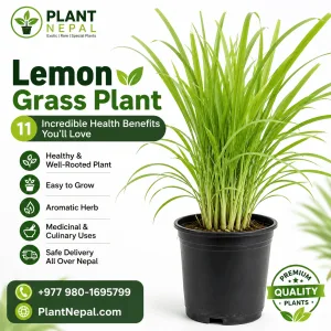 Lemon Grass Plant