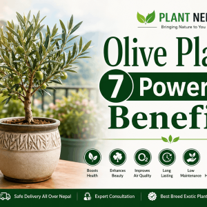 Olive Plant 7 Powerful Benefits