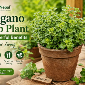 Oregano Herb Plant