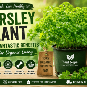 Parsley Plant