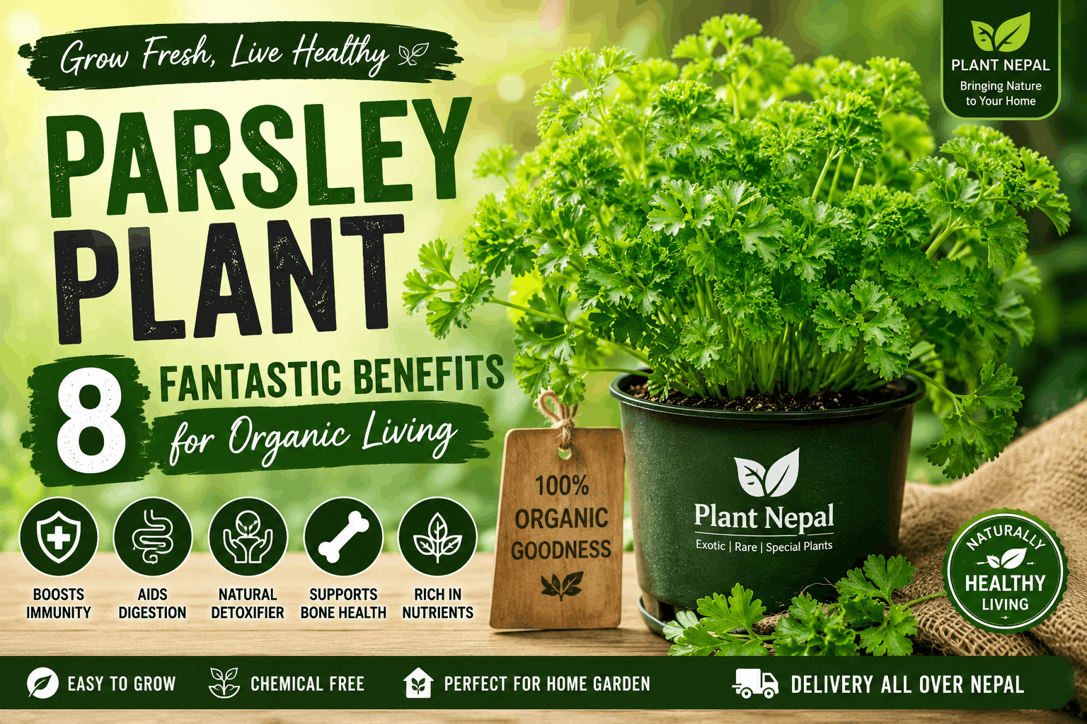 Parsley Plant
