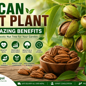 Pecan Nut Plant