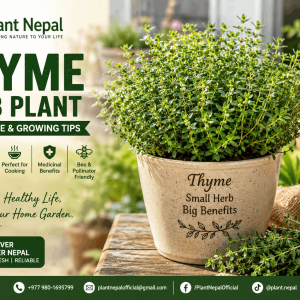 Thyme Herb Plant