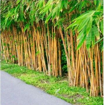 Yellow Bamboo Plant